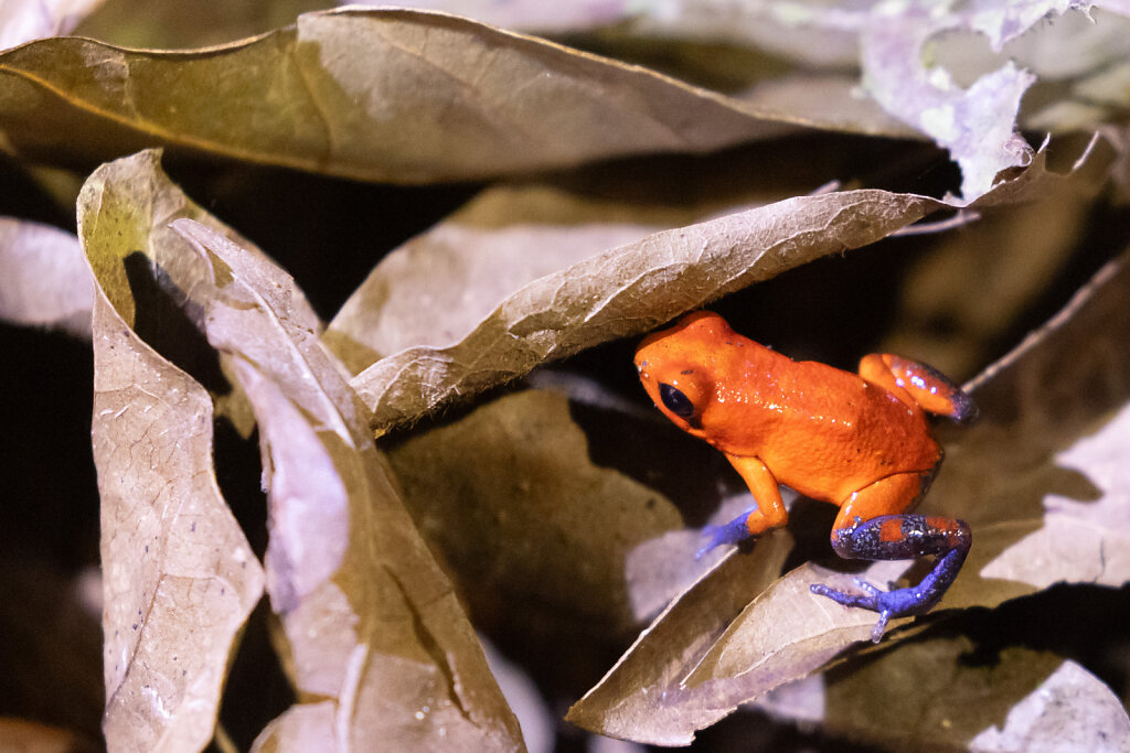 Erdbeerfröschchen (Blue Jeans-Frog)