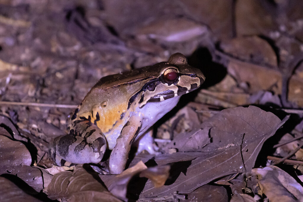 Mittelamerikanischer Ochsenfrosch