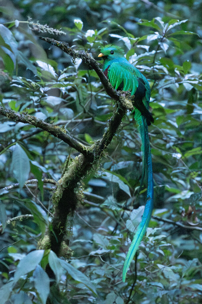 Quetzal, der Göttervogel