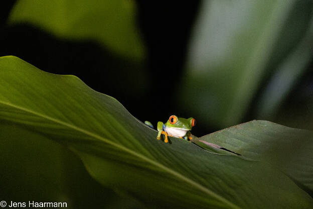 Rotaugenlaubfrosch