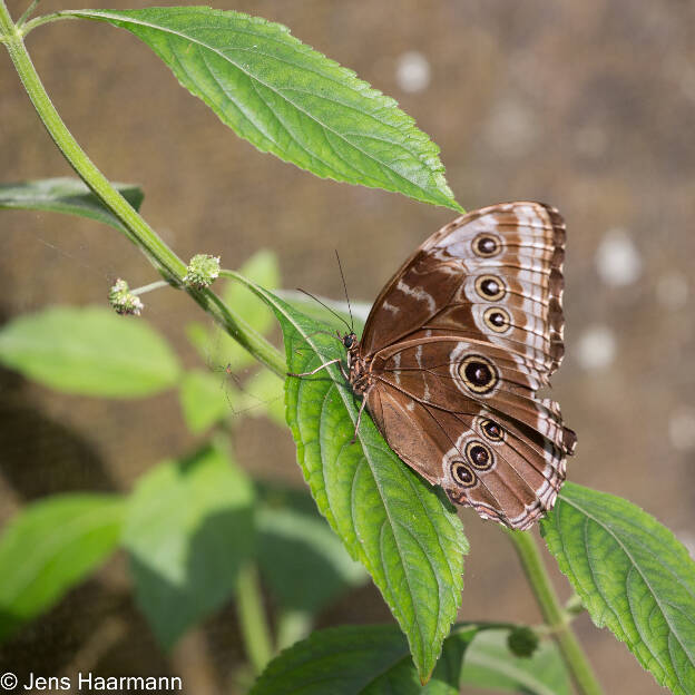 Blauer Morphofalter