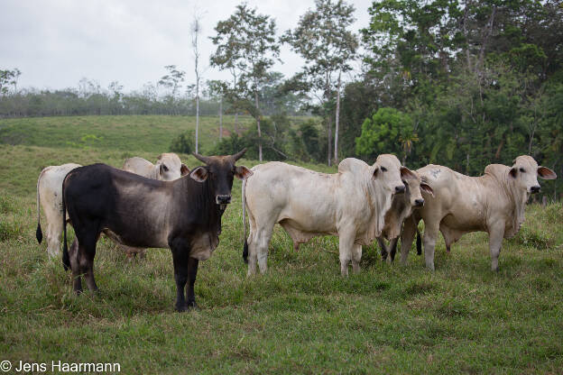 Zebu-Rinder