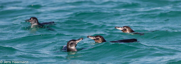 Galápagos-Pinguine