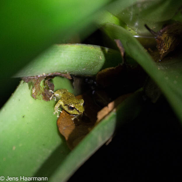 Baumsteigerfrosch