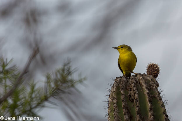 Gold-Waldsänger