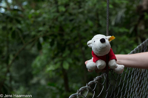 Knuti im Arenal Hanging Bridges Park