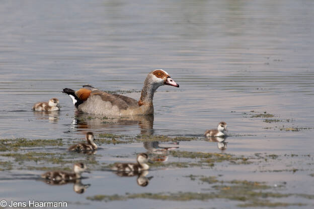 Nilgans mit Küken