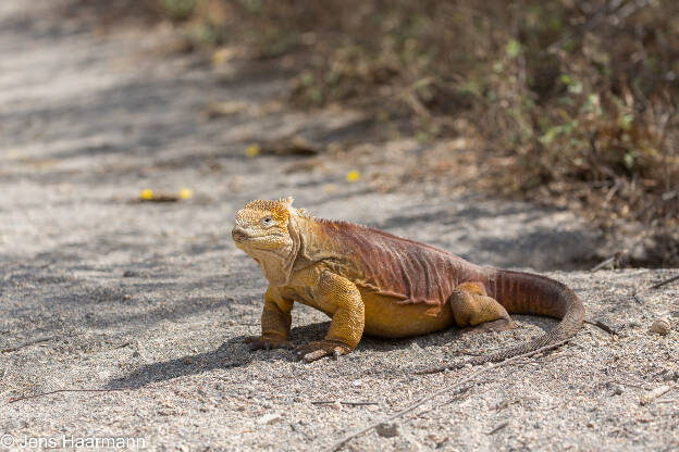 Galápagos-Landleguan