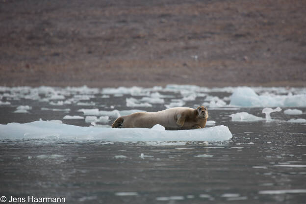 Svalbard 2015