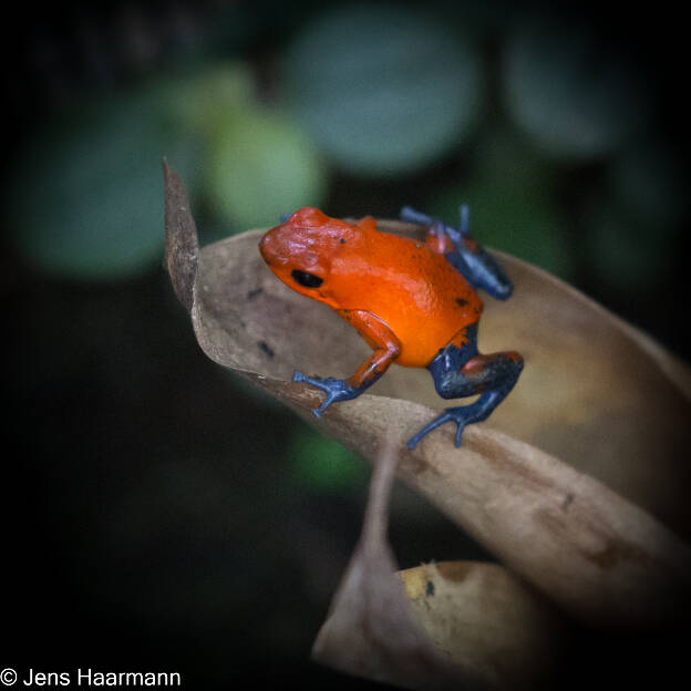 Erdbeerfröschchen (Blue Jeans Frog)