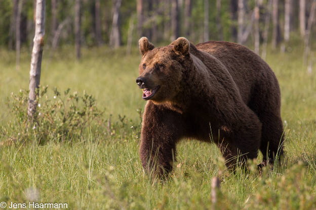 Braunbär