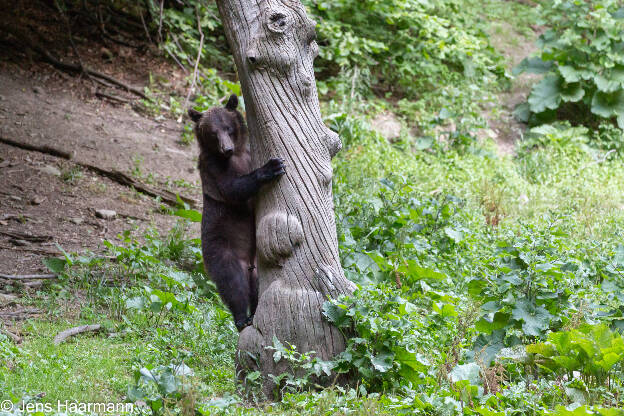 Europäischer Braunbär