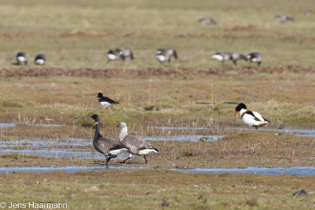 Flanieren auf Hallig Hooge