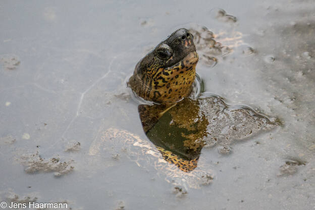 Bauchstreifen-Erdschildkröte