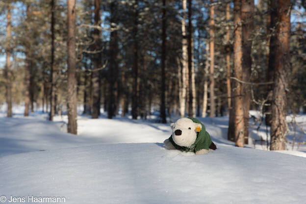 Knut im Schnee