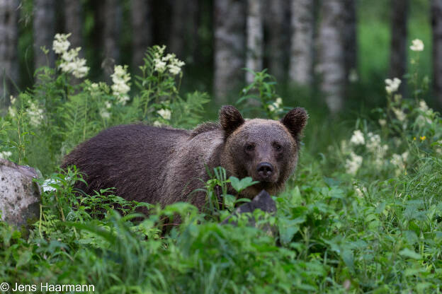 Braunbär