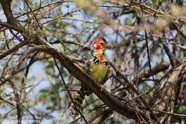 Flammenkopf-Bartvogel