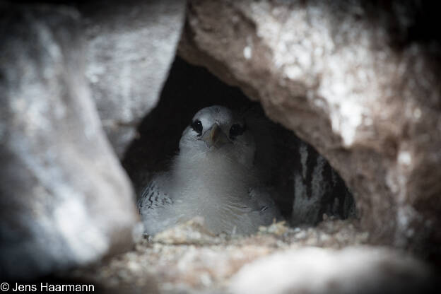 Rotschnabel-Tropikvogel (Jungtier)