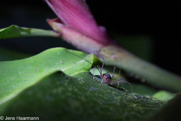 Spinne in der Nacht