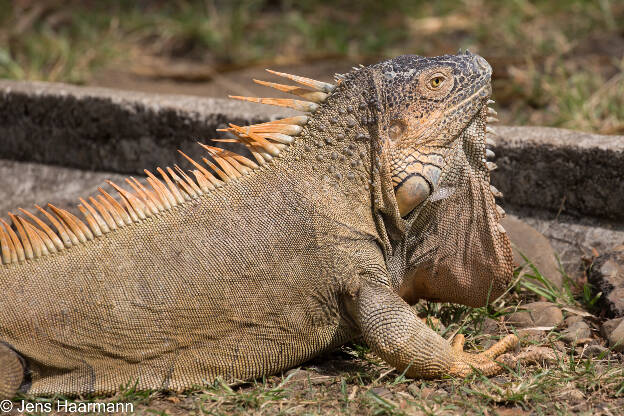 Grüner Leguan