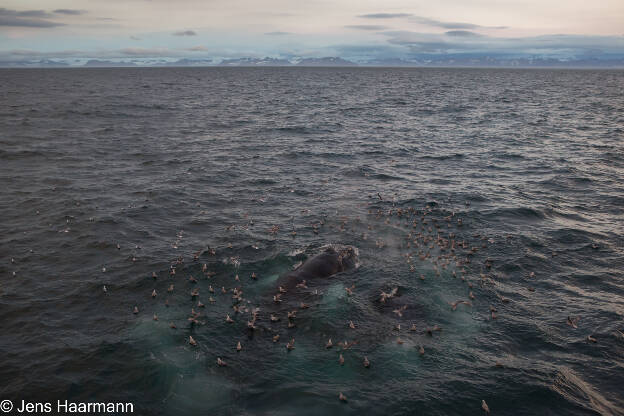 Buckelwale im Storfjorden bei der Jagd