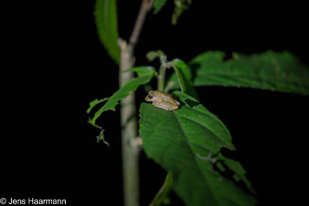 Baumsteigerfrosch