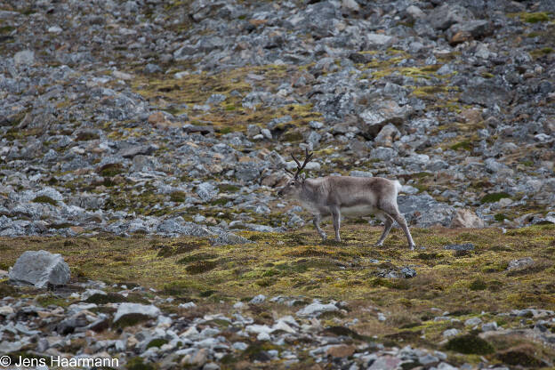 Spitzbergen-Ren am Midterhuken