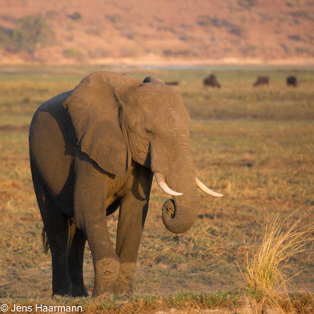 Elefanten am Chobe River