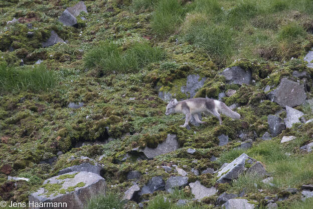 Polarfuchs am Alkefjellet