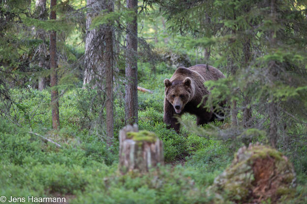 Braunbär