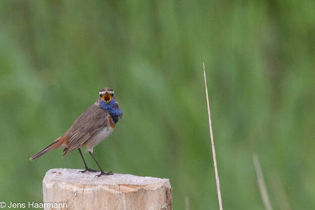 Blaukehlchen