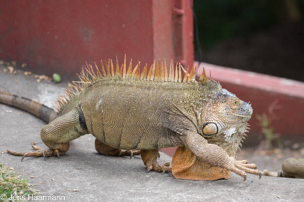 Grüner Leguan