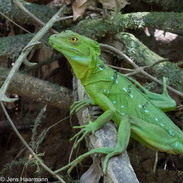 Stirnlappenbasilisk