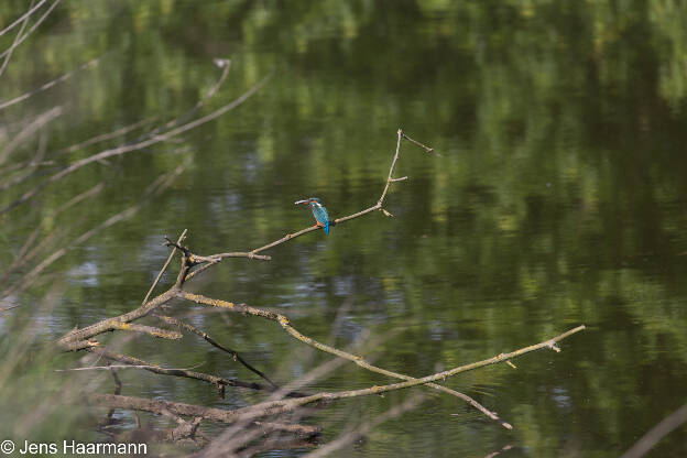 Eisvogel