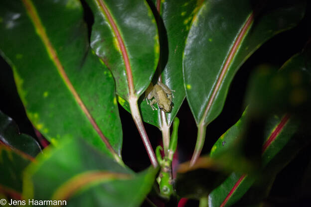 Baumsteigerfrosch