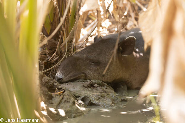 Mittelamerikanischer Tapir