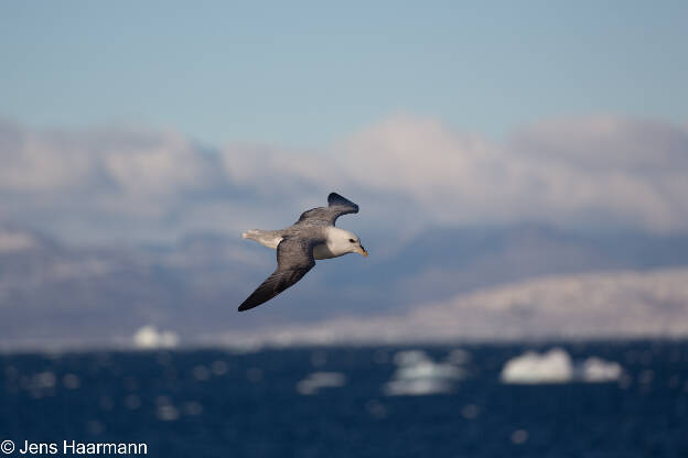 Eissturmvogel