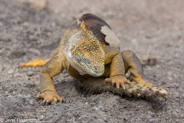 Galápagos-Landleguan