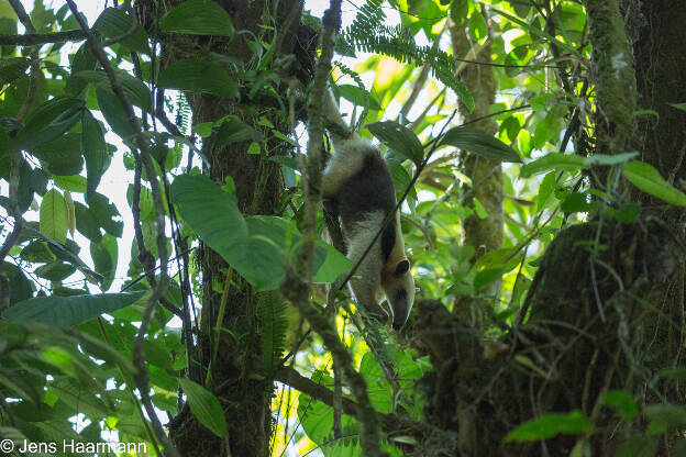 Ameisenbär (Nördlicher Tamandua)