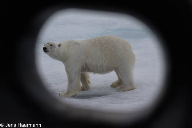 Eisbär ahoi!