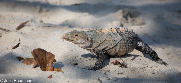 Gemeiner Schwarzleguan