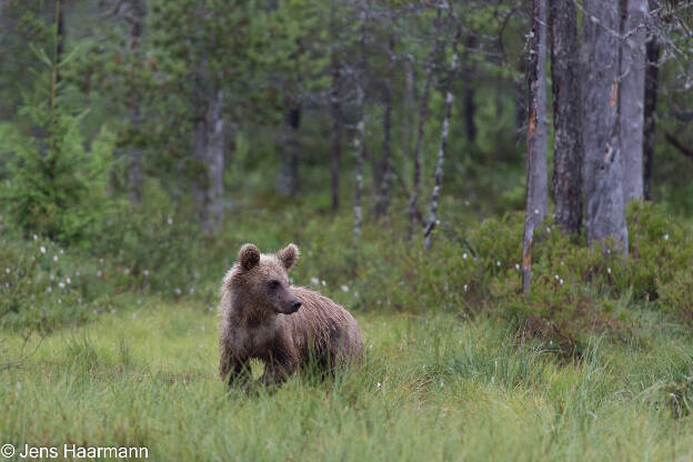 Braunbär