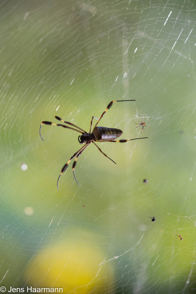 Goldene Seidenspinne