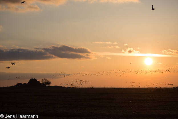 Sonnenaufgang über der Kirchwarft