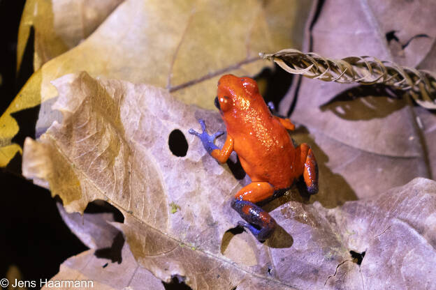 Erdbeerfröschchen (Blue Jeans-Frog)