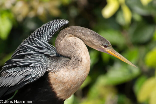 Amerikanischer Schlangenhalsvogel