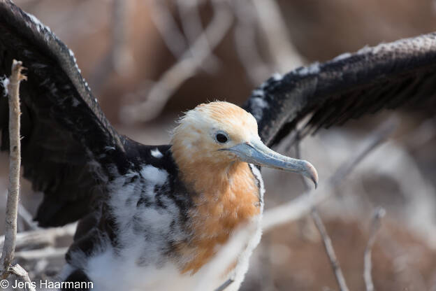 Bindenfregattvogel (Jungtier)