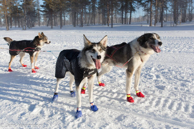 Schlittenhunde