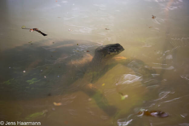 Bauchstreifen-Erdschildkröte