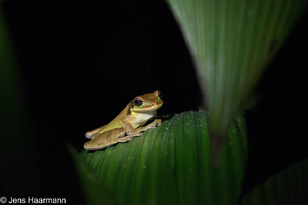 Masken-Laubfrosch